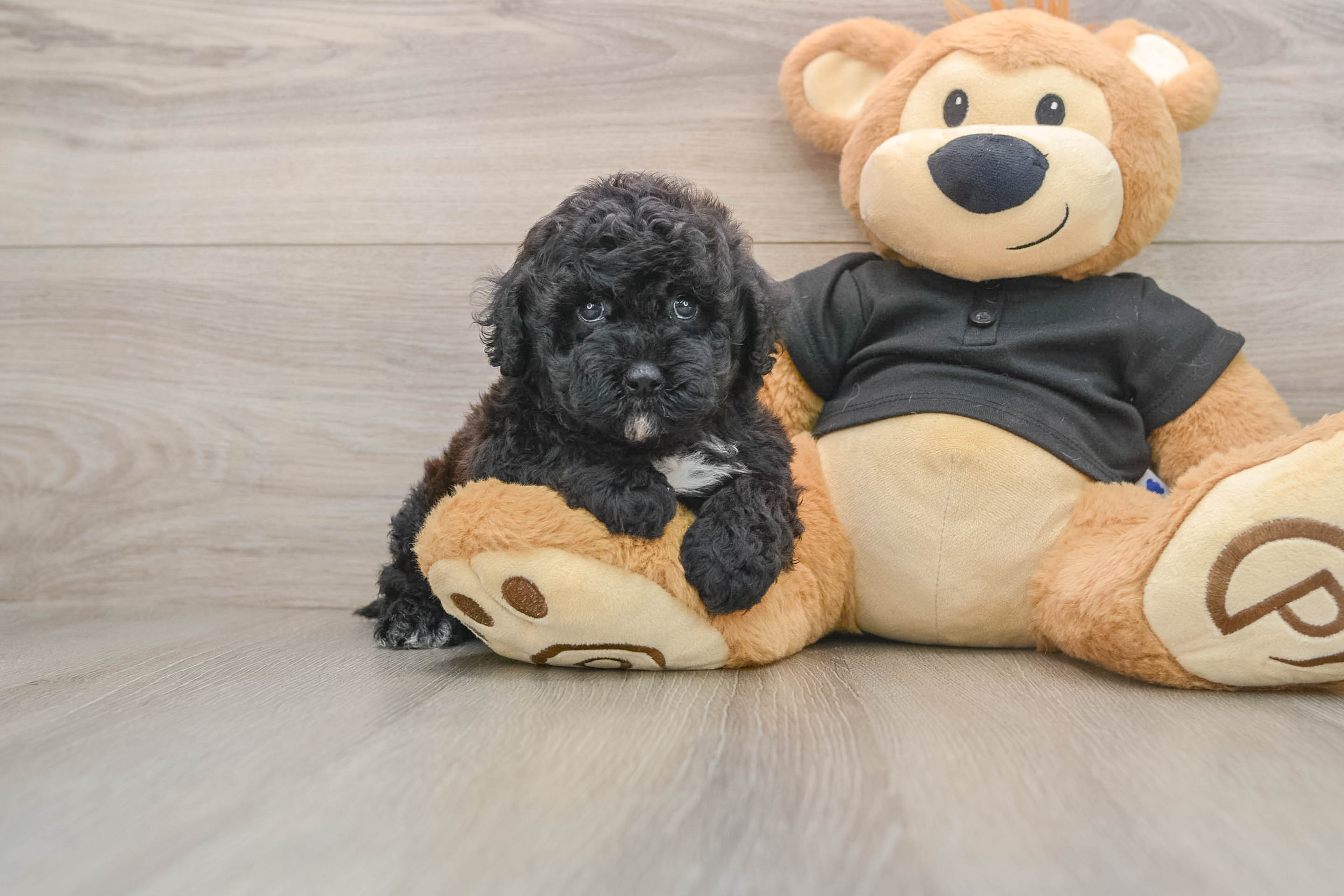 Funny Poodle Baby