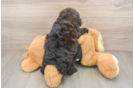 Poodle Puppy for Adoption