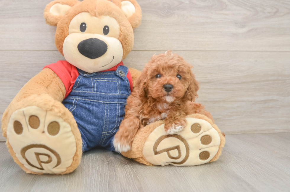 5 week old Poodle Puppy For Sale - Windy City Pups