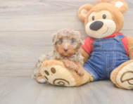8 week old Poodle Puppy For Sale - Windy City Pups