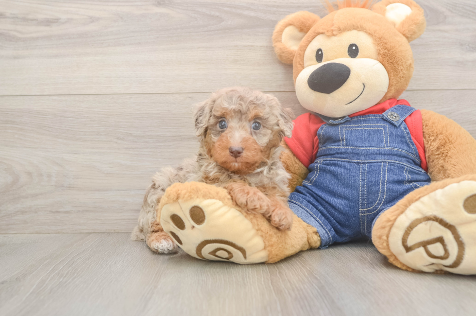 6 week old Poodle Puppy For Sale - Windy City Pups