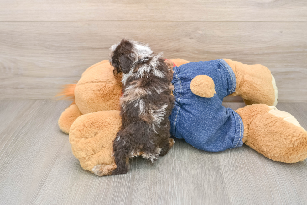 Funny Poodle Purebred Pup