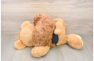 Best Poodle Baby