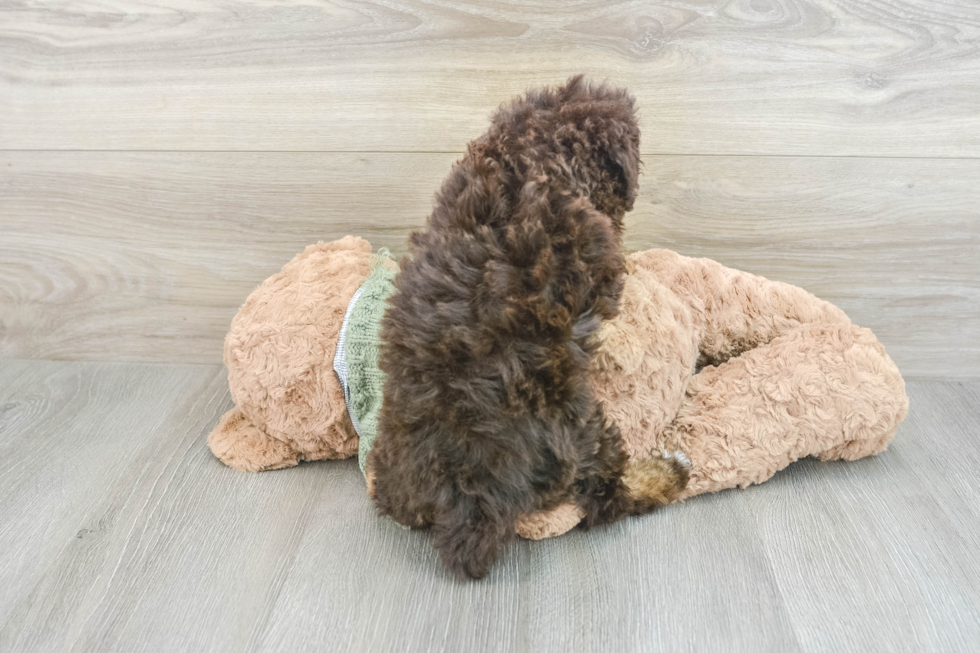 Akc Registered Poodle Purebred Pup