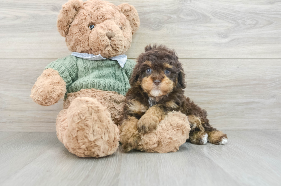 7 week old Poodle Puppy For Sale - Windy City Pups