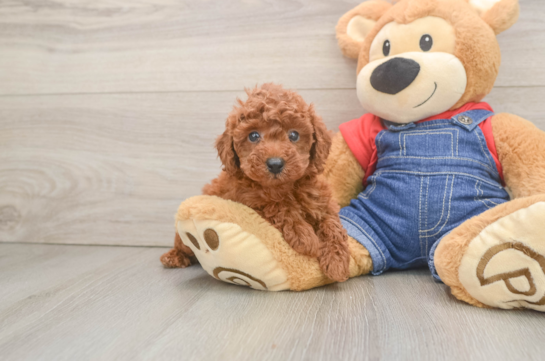 Best Poodle Baby