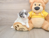 7 week old Poodle Puppy For Sale - Windy City Pups