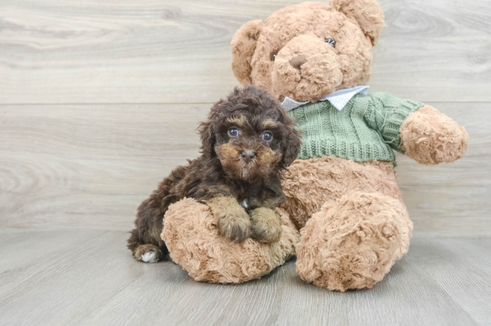 7 week old Poodle Puppy For Sale - Windy City Pups