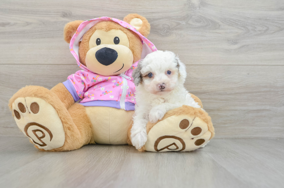 7 week old Poodle Puppy For Sale - Windy City Pups