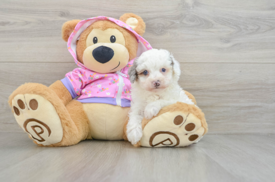 Energetic Pooodle Purebred Puppy