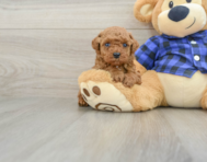6 week old Poodle Puppy For Sale - Windy City Pups