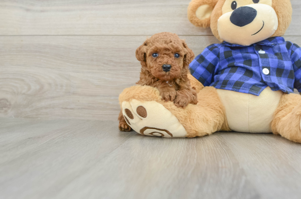 6 week old Poodle Puppy For Sale - Windy City Pups