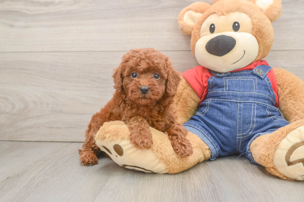 5 week old Poodle Puppy For Sale - Windy City Pups