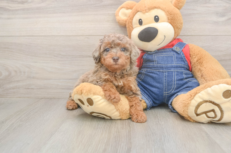 6 week old Poodle Puppy For Sale - Windy City Pups