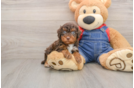 Akc Registered Poodle Purebred Pup