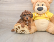 7 week old Poodle Puppy For Sale - Windy City Pups