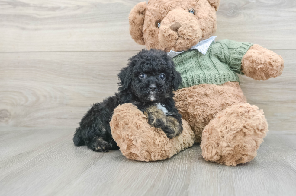 7 week old Poodle Puppy For Sale - Windy City Pups