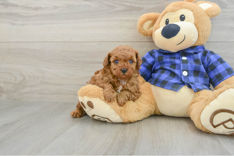 Playful Poodle Purebred Pup