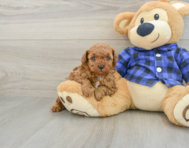 6 week old Poodle Puppy For Sale - Windy City Pups