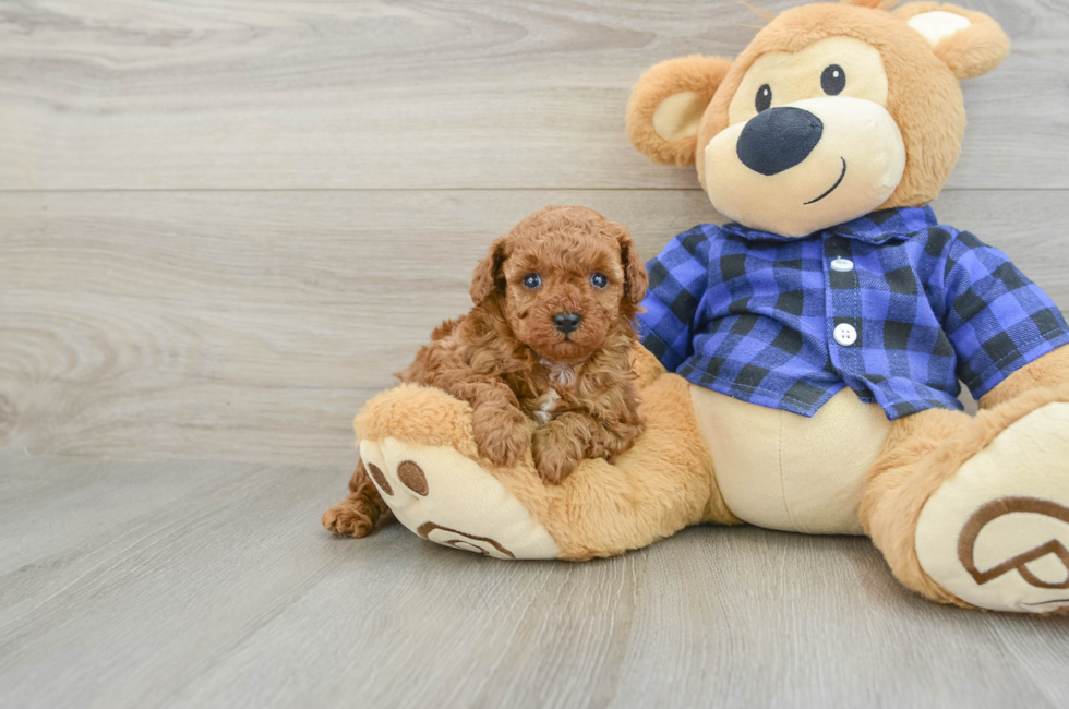 6 week old Poodle Puppy For Sale - Windy City Pups