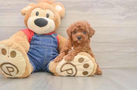 Akc Registered Poodle Baby