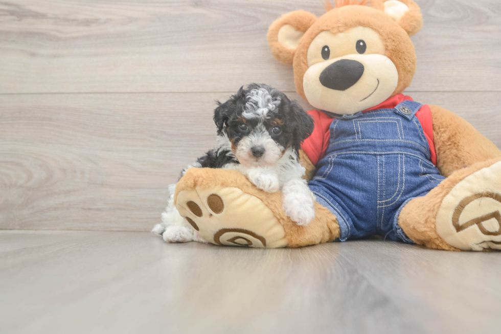 Poodle Puppy for Adoption