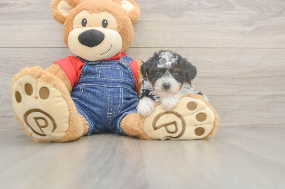 6 week old Poodle Puppy For Sale - Windy City Pups