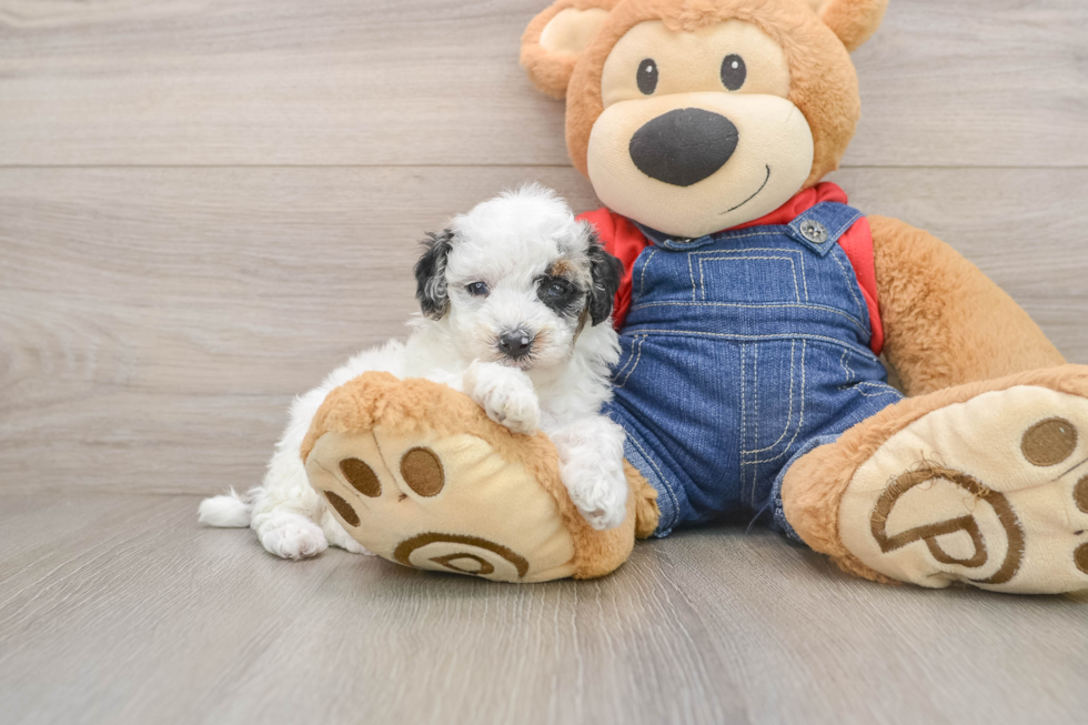 Little Poodle Purebred Pup