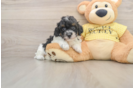 Playful Poodle Purebred Pup