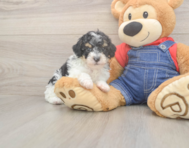 9 week old Poodle Puppy For Sale - Windy City Pups