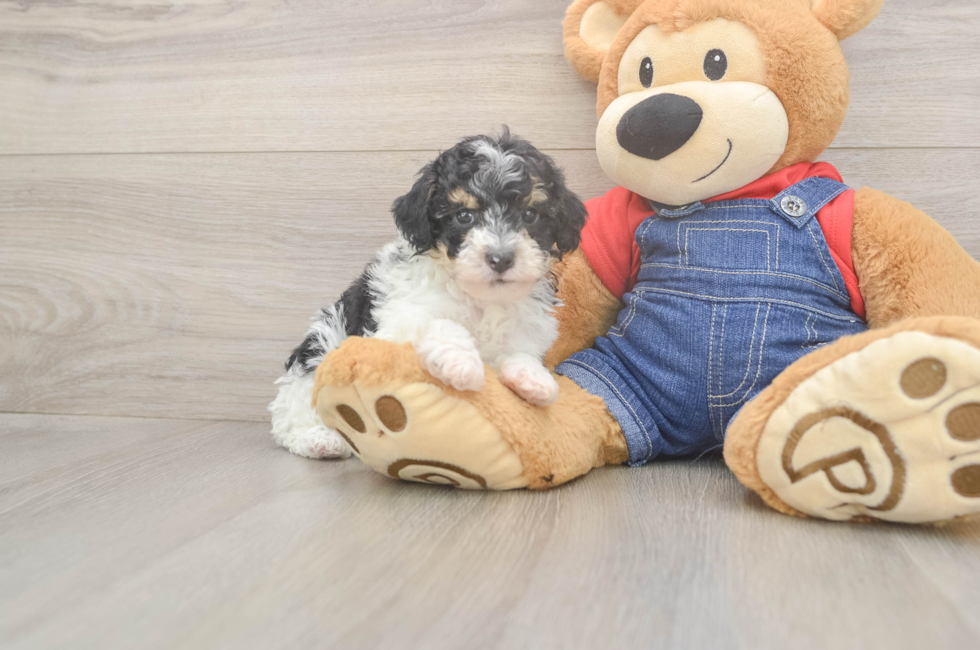 6 week old Poodle Puppy For Sale - Windy City Pups