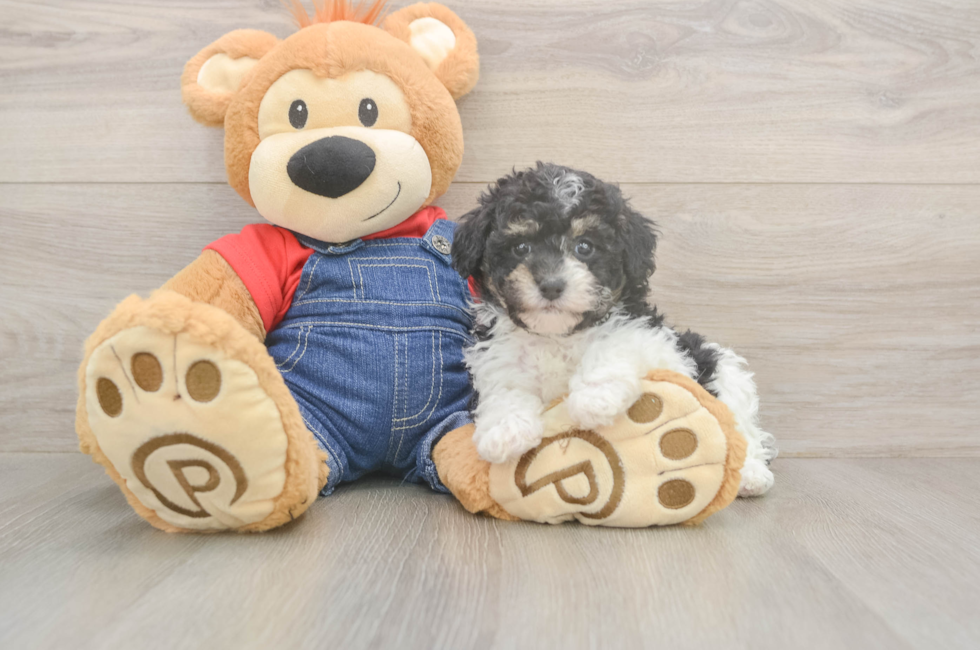 6 week old Poodle Puppy For Sale - Windy City Pups