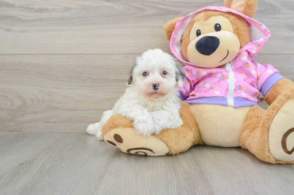 7 week old Poodle Puppy For Sale - Windy City Pups