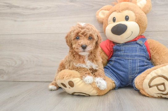 Best Poodle Baby