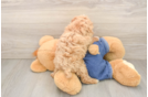 Petite Caniche Purebred Puppy