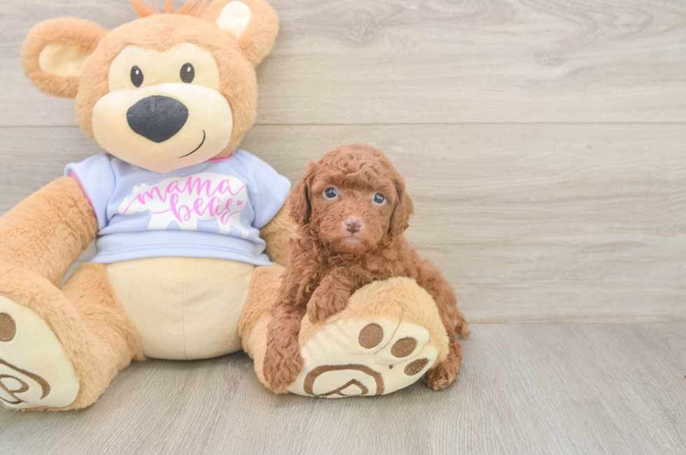 6 week old Poodle Puppy For Sale - Windy City Pups