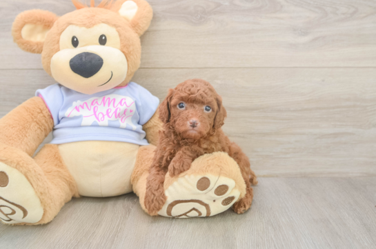 6 week old Poodle Puppy For Sale - Windy City Pups Adorable Toy Poodle Purebred Puppy