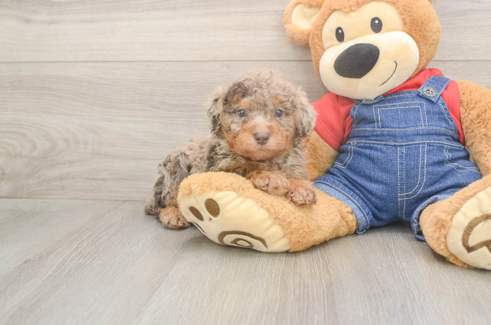 6 week old Poodle Puppy For Sale - Windy City Pups