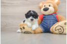 Little Poodle Purebred Pup