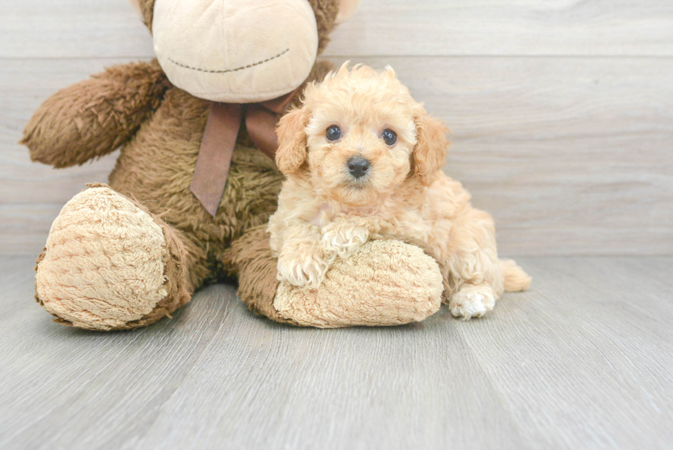 Little Poodle Purebred Pup