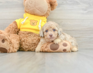 8 week old Poodle Puppy For Sale - Windy City Pups