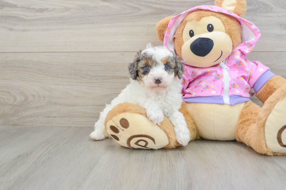 7 week old Poodle Puppy For Sale - Windy City Pups