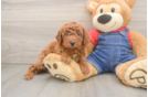 Funny Poodle Baby