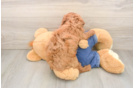 Poodle Pup Being Cute