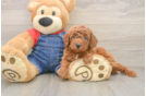 Adorable Pooodle Purebred Puppy