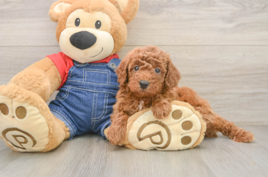 Adorable Pooodle Purebred Puppy