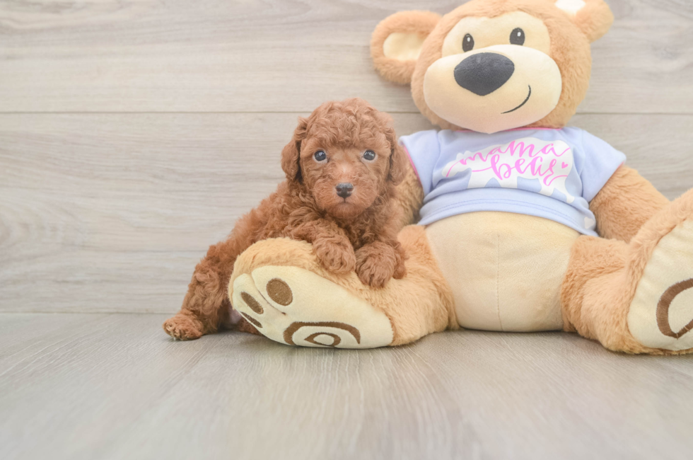 6 week old Poodle Puppy For Sale - Windy City Pups