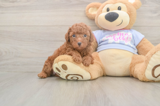 6 week old Poodle Puppy For Sale - Windy City Pups Poodle Pup Being Cute