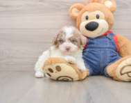 8 week old Poodle Puppy For Sale - Windy City Pups