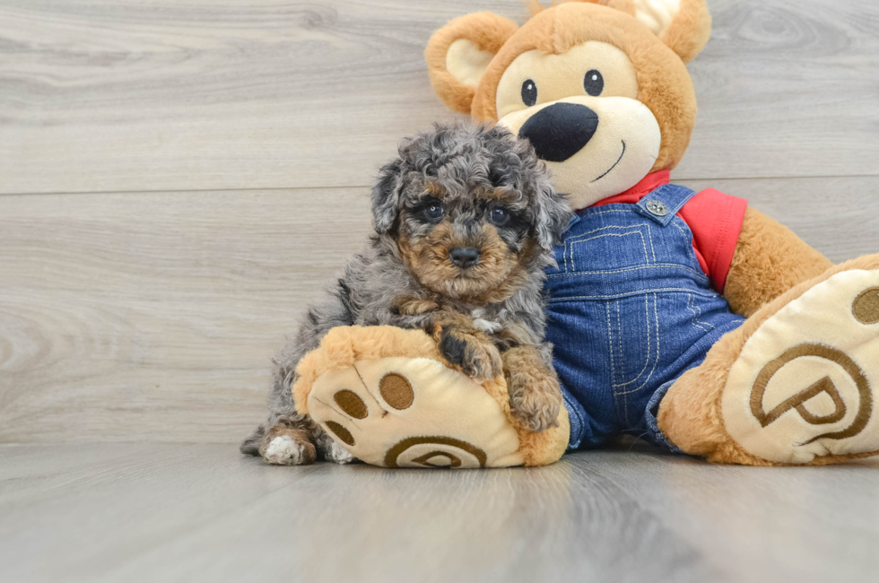 6 week old Poodle Puppy For Sale - Windy City Pups